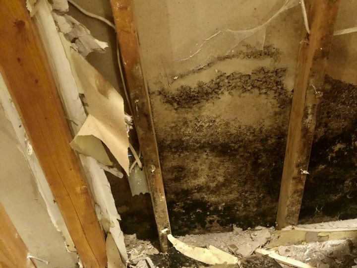 mold damage suffolk county